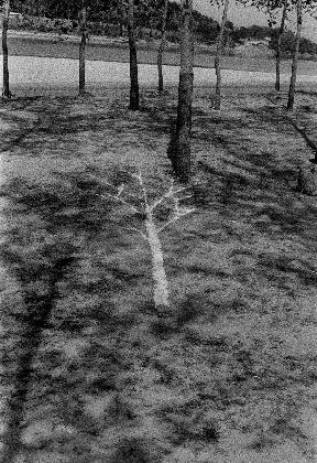 Park Hyunki, <Poplar Event>, 1977